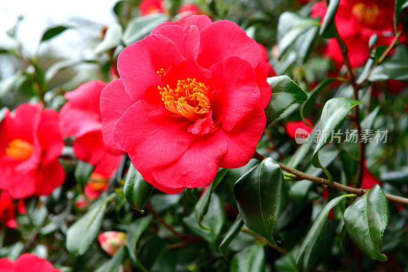 茶花/日本茶花:白色，粉红色，红色